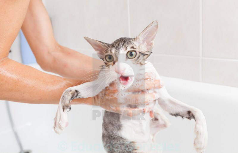 Кот помытый в ванной