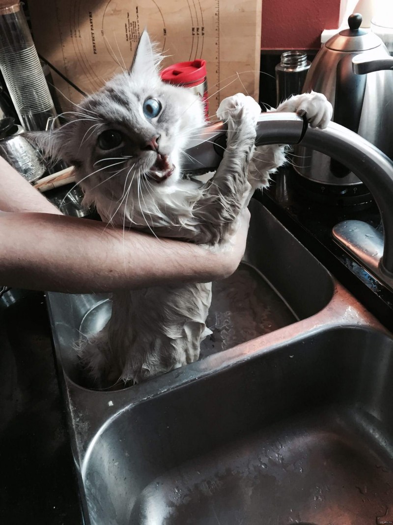 Мойка для котов
