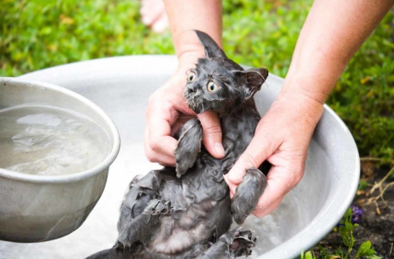 Купание кошки