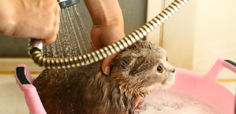 Породы кошек которые любят воду