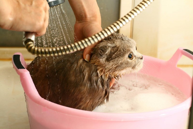 Купание кошки