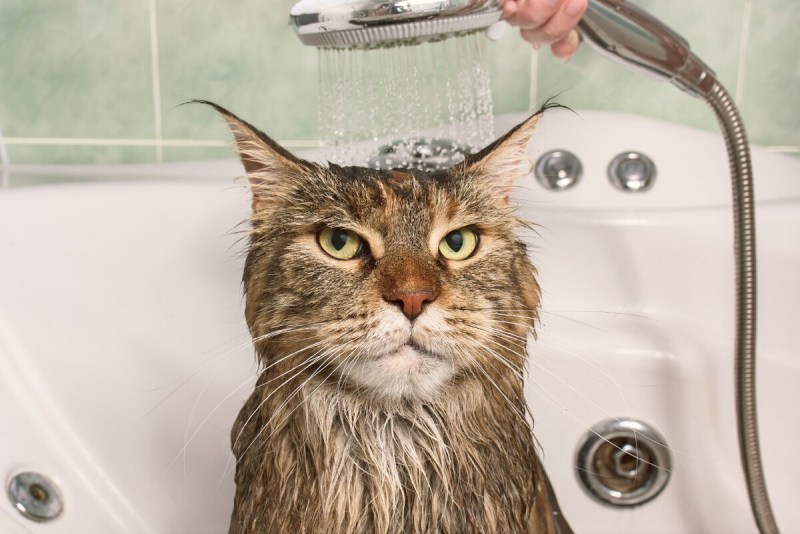 Кот под краном воды