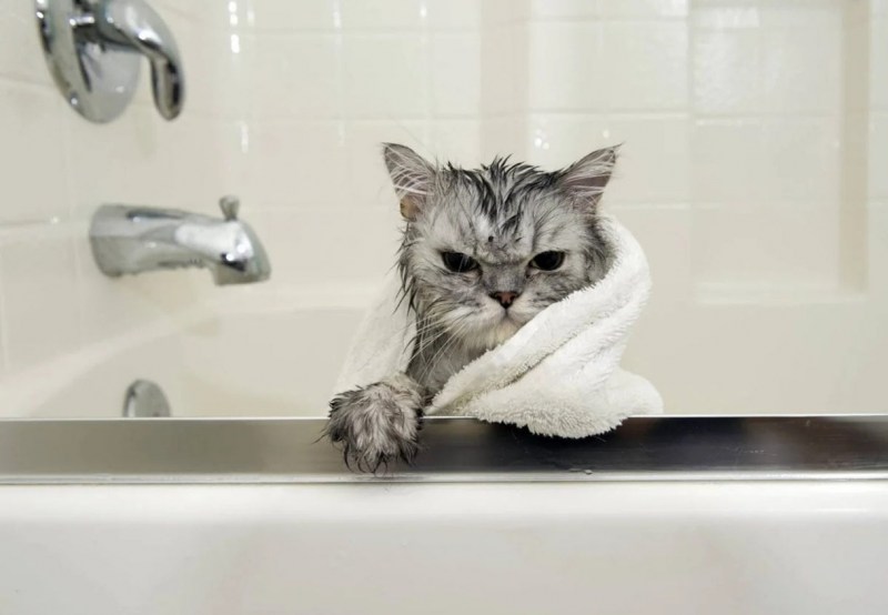 Мокрый котенок