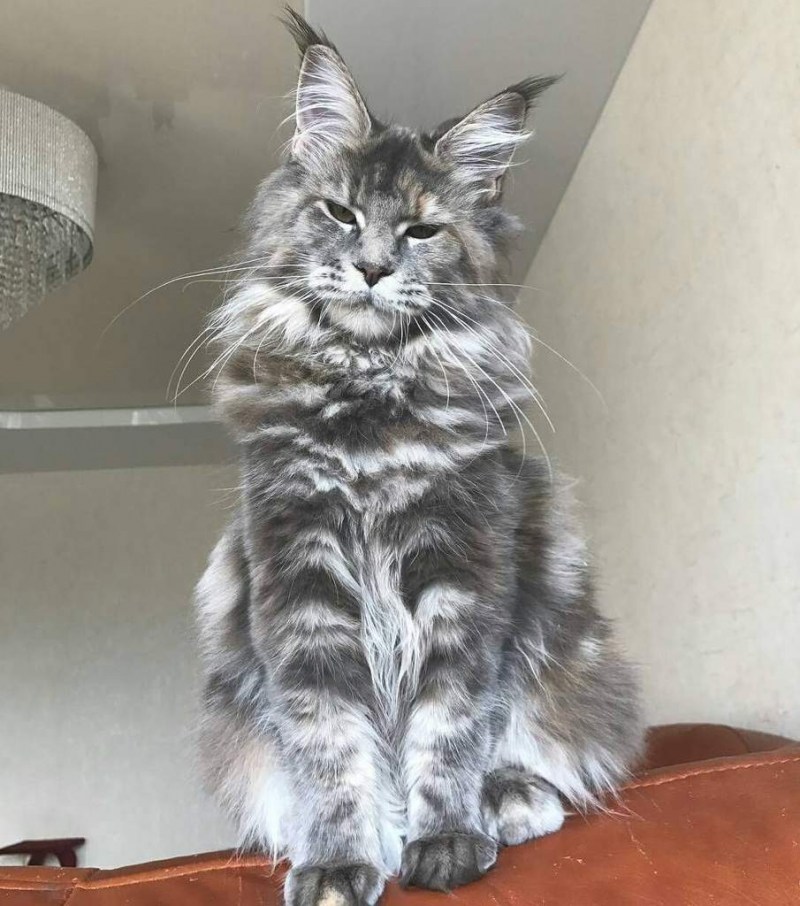 Мейн кун самец