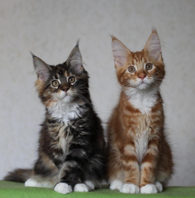 Котята породы Мейн кун