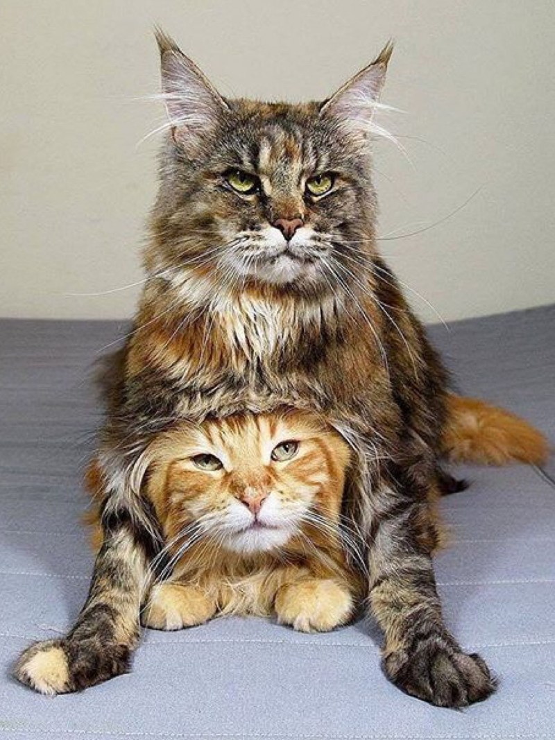 Кот и кошка Мейн кун