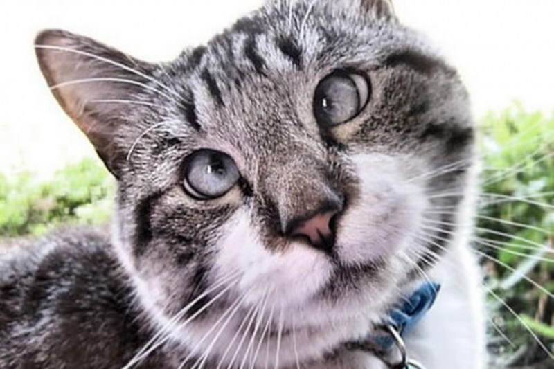 Рыжие коты