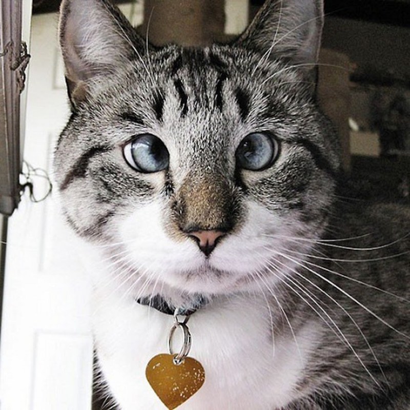 Косой кот