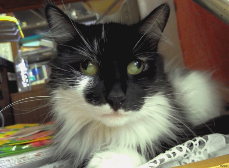 Косой кот
