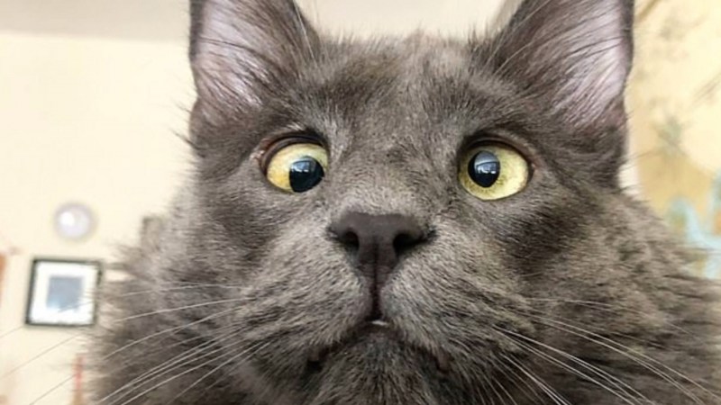 Котик с косыми глазами