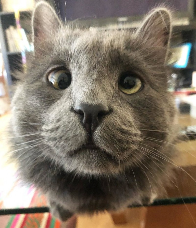 Косой кот