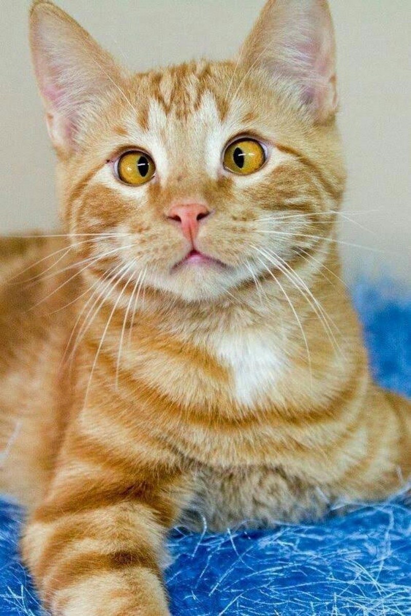 Кот даун