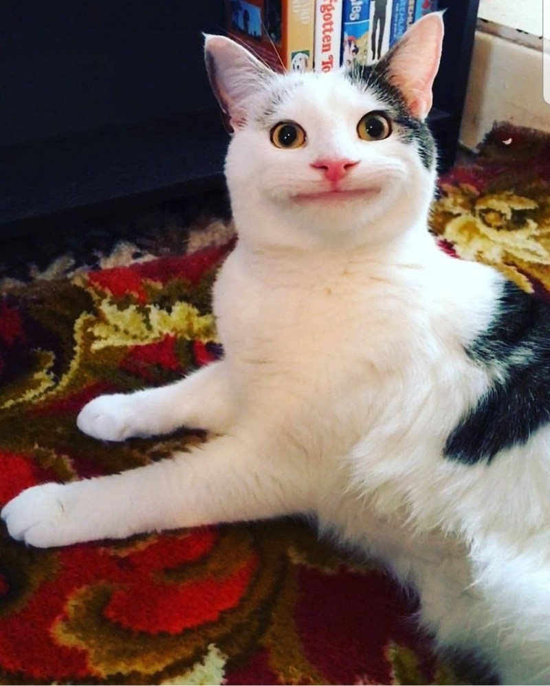 Кошка Марла «Бушеми»