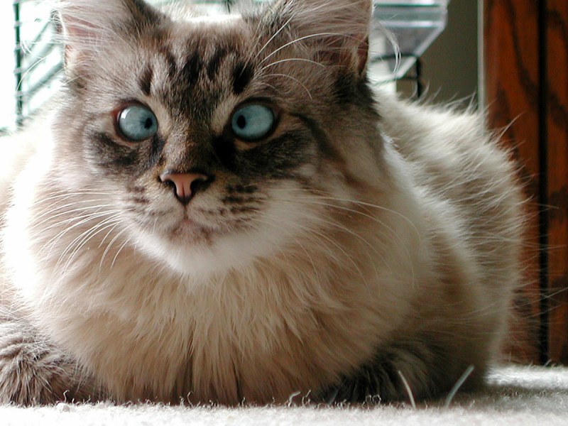 Косоглазие у кошек
