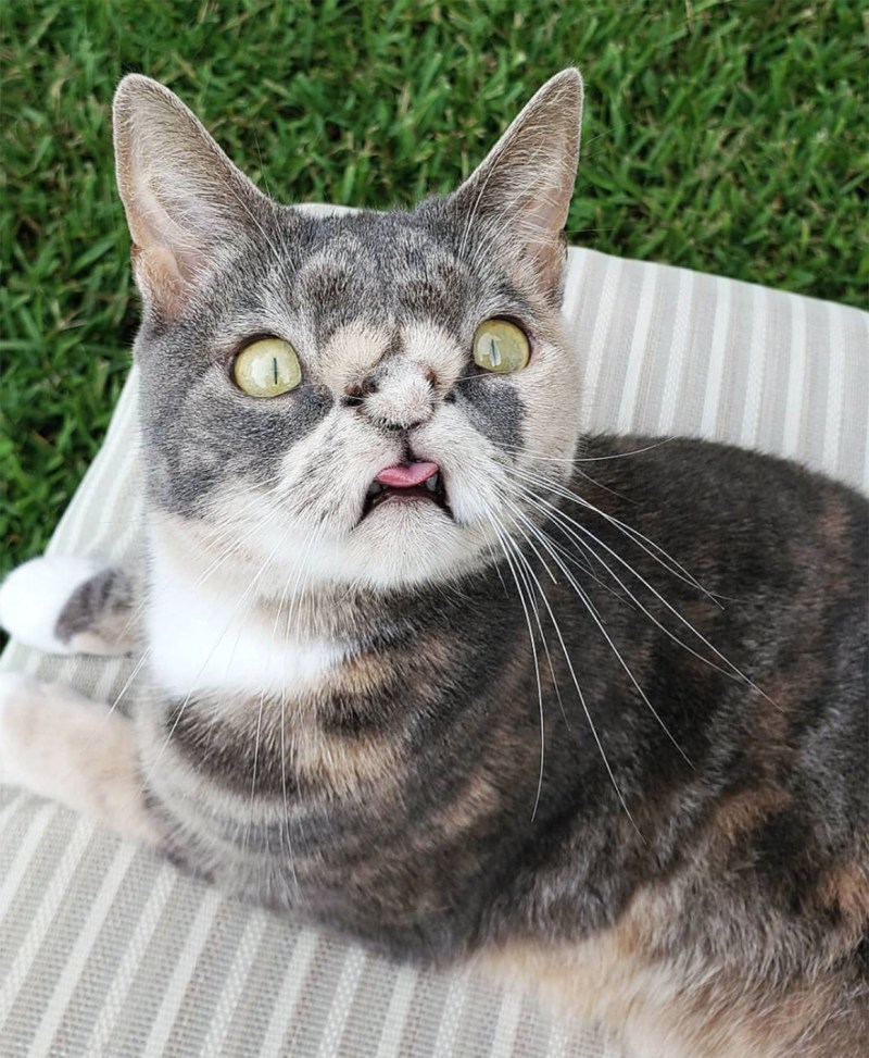 Чудная кошка