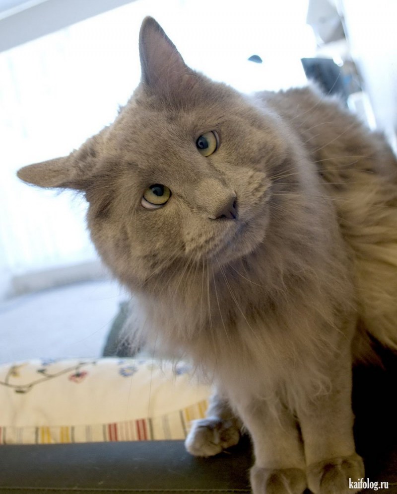 Удивленный черный кот