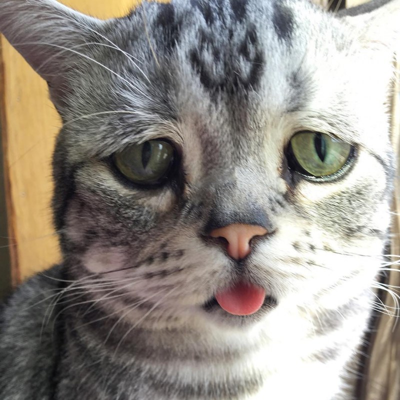 Сиамская кошка черная