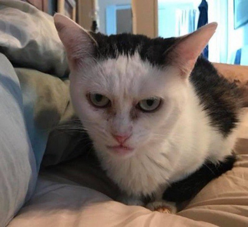 Сиамская кошка