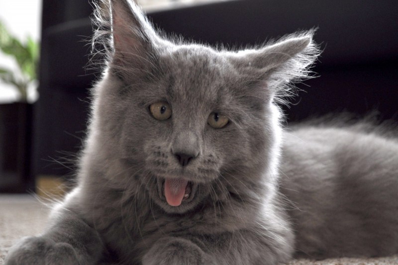 Кот Кевин