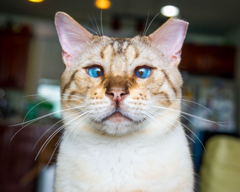 Кот с косыми глазами