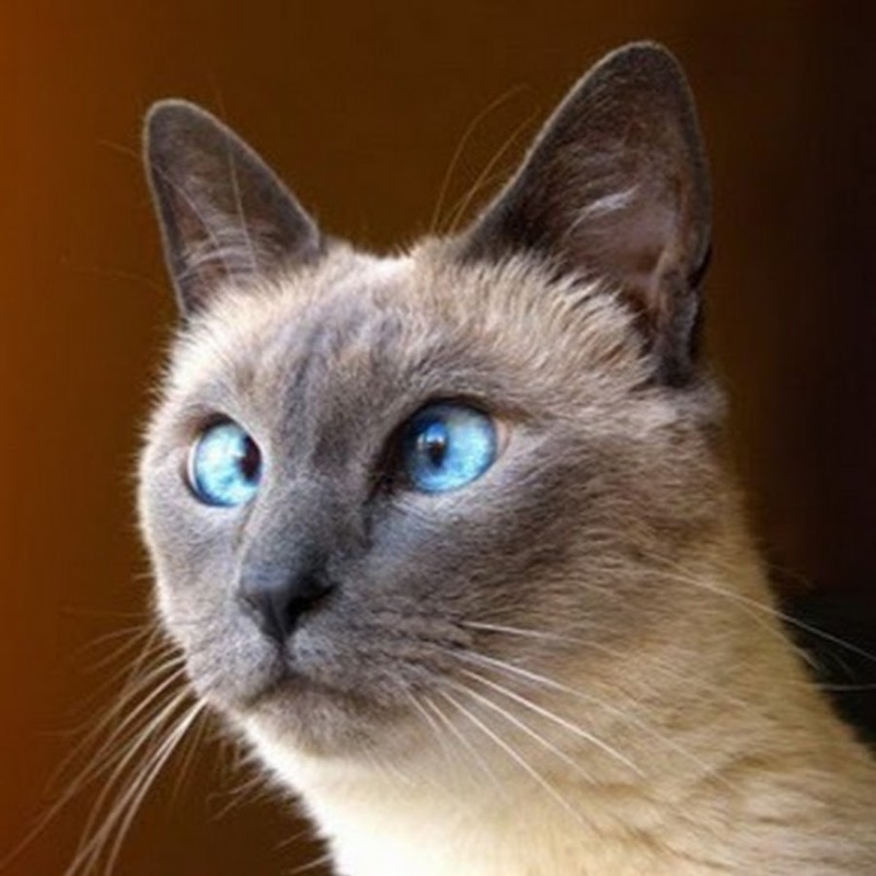 Сиамская кошка