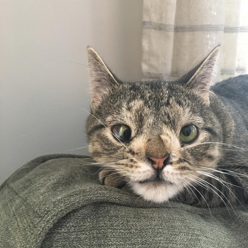 Косоглазый котик