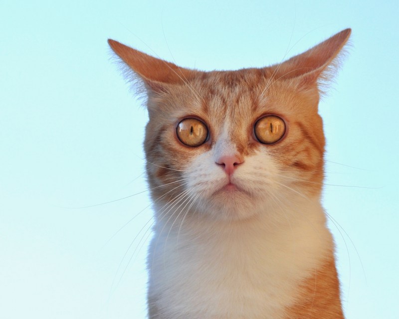Удивлённый взгляд кота