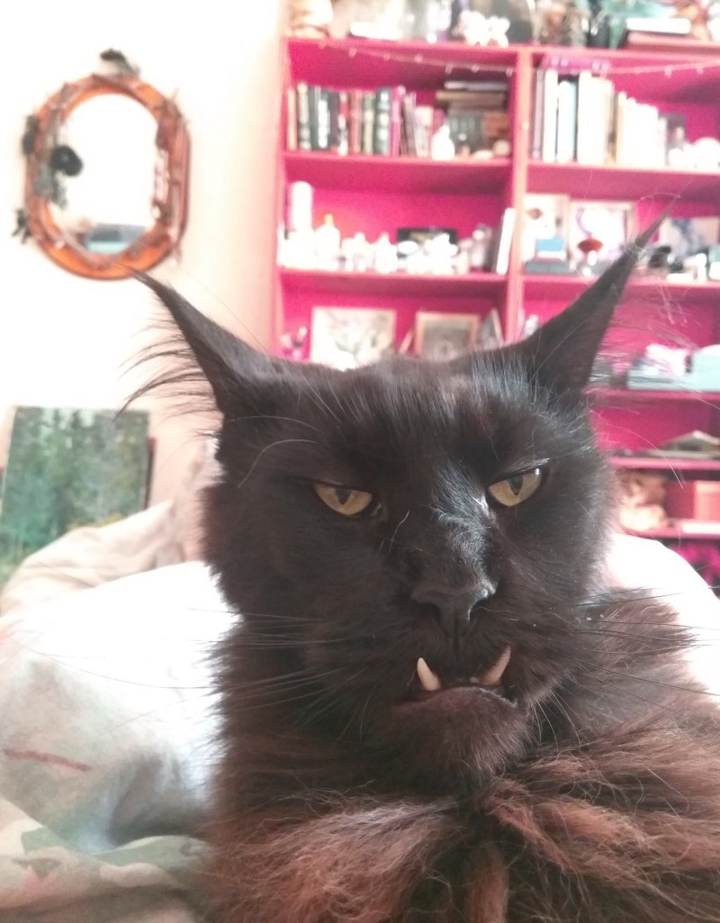 Бритый черный кот