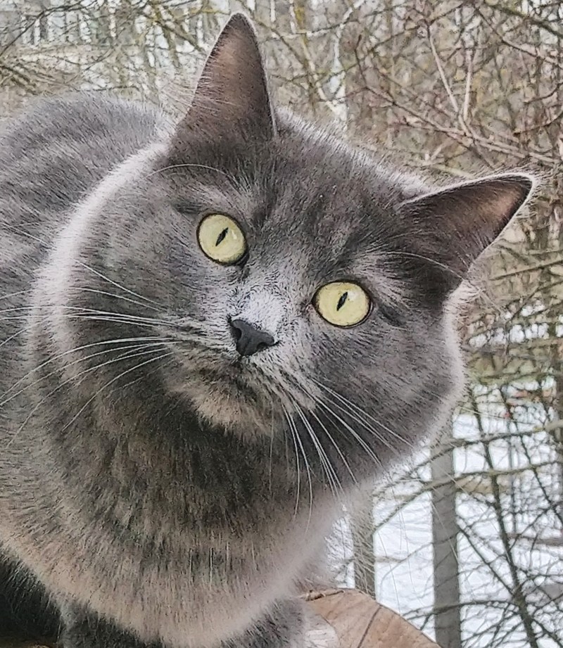 Кот орк локтар Огар