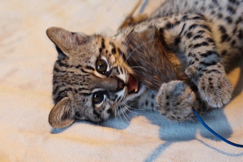 Кошка Жоффруа котята