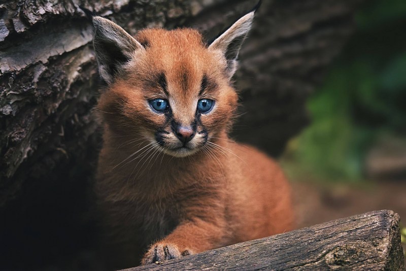 Каракал кошка