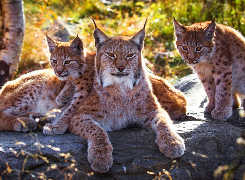Рысь - Lynx Lynx (Linnaeus, 1758)