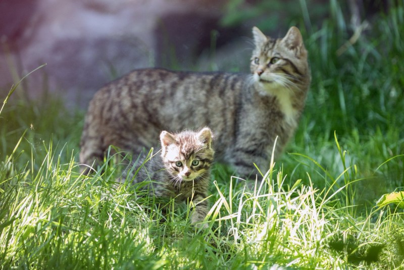 Европейский Лесной кот котенок