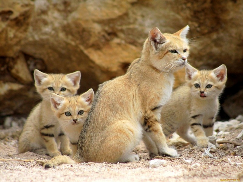 Барханный кот котята