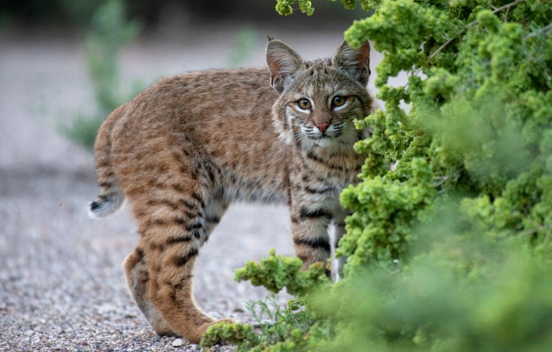 Lynx Cub