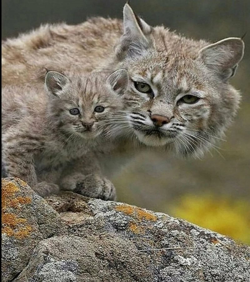Котята рыси