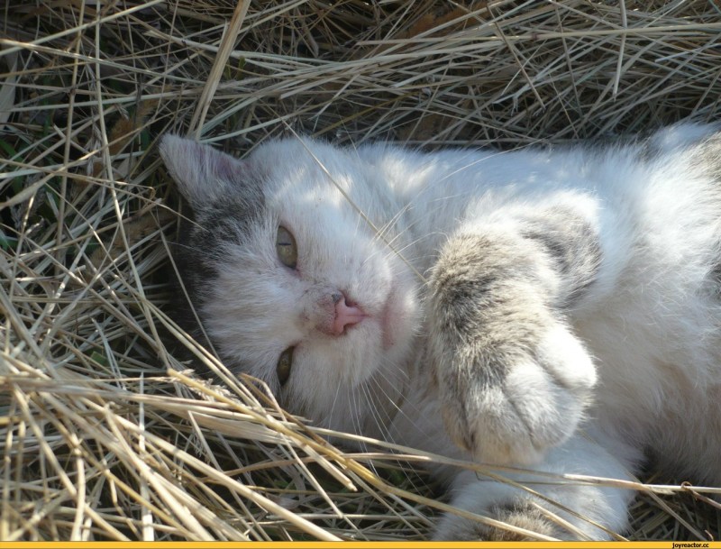 Душа кота