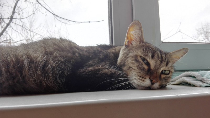 Коты дерутся арт