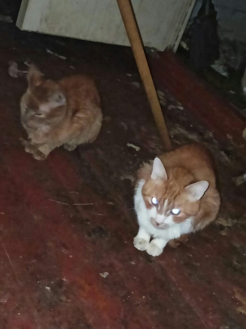 Безглазый котик