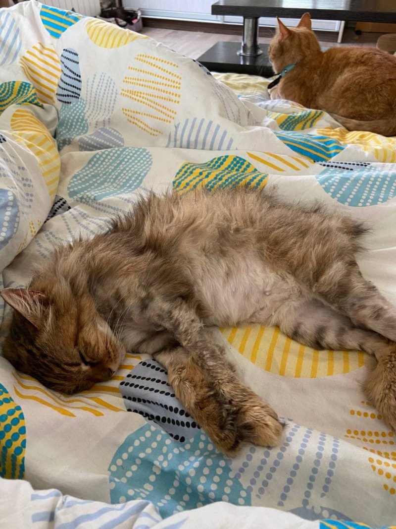 Несчастный котенок