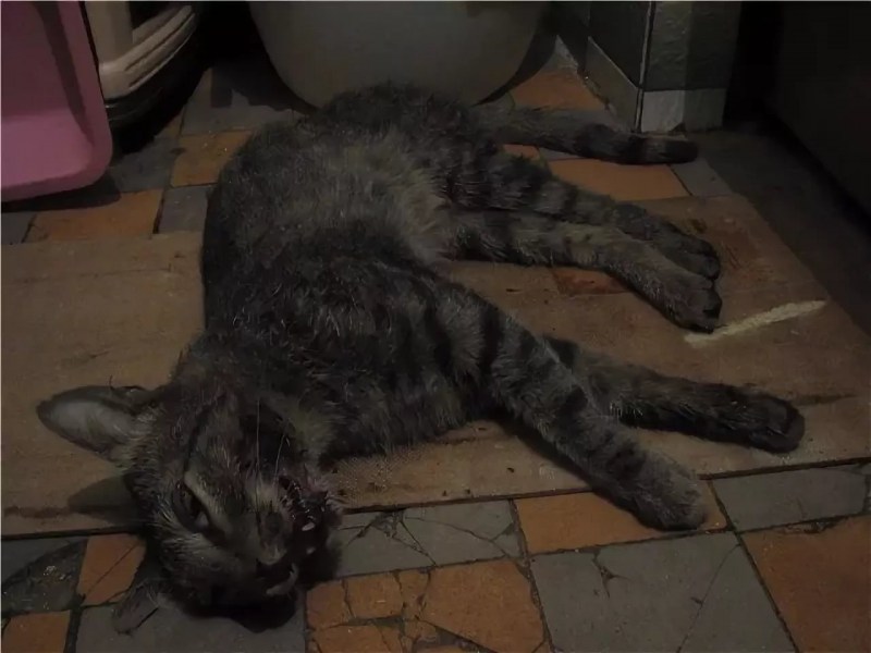Лил Боб