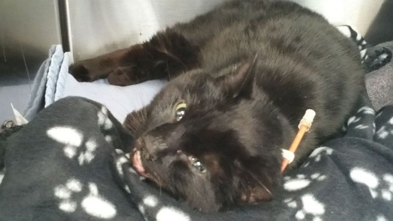 Коты Воители Лунница смерть