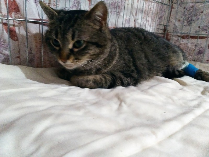 Рыжий бродячий кот