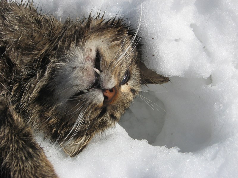 Котиков тогда