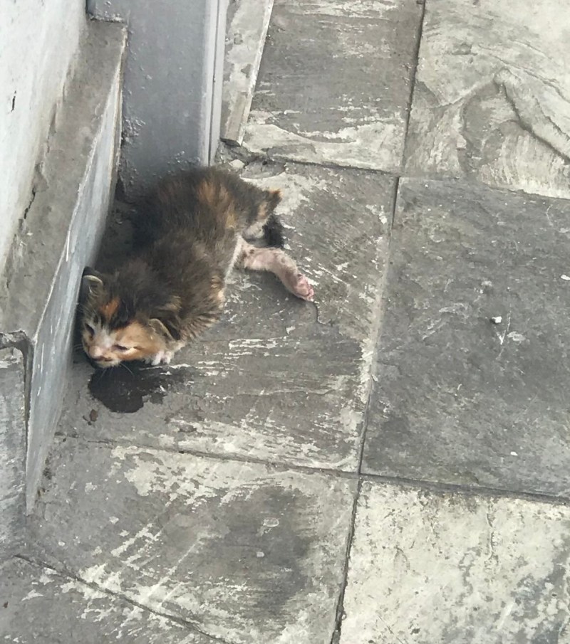 Орущий Плачущий кот Мем