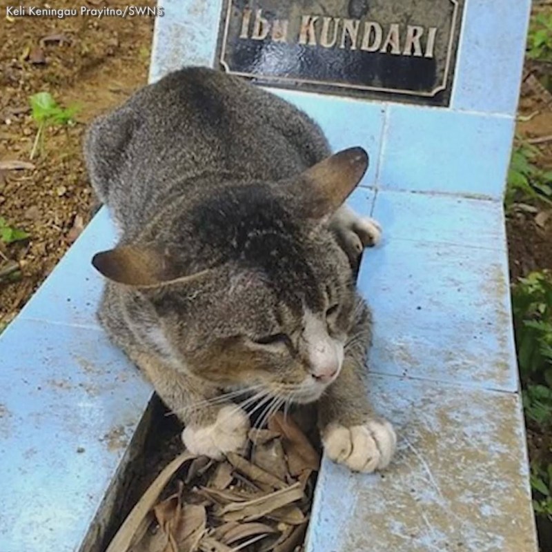 Кот Ушелбыты