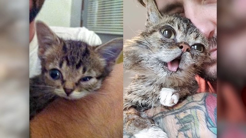 Кто хозяйка кошки