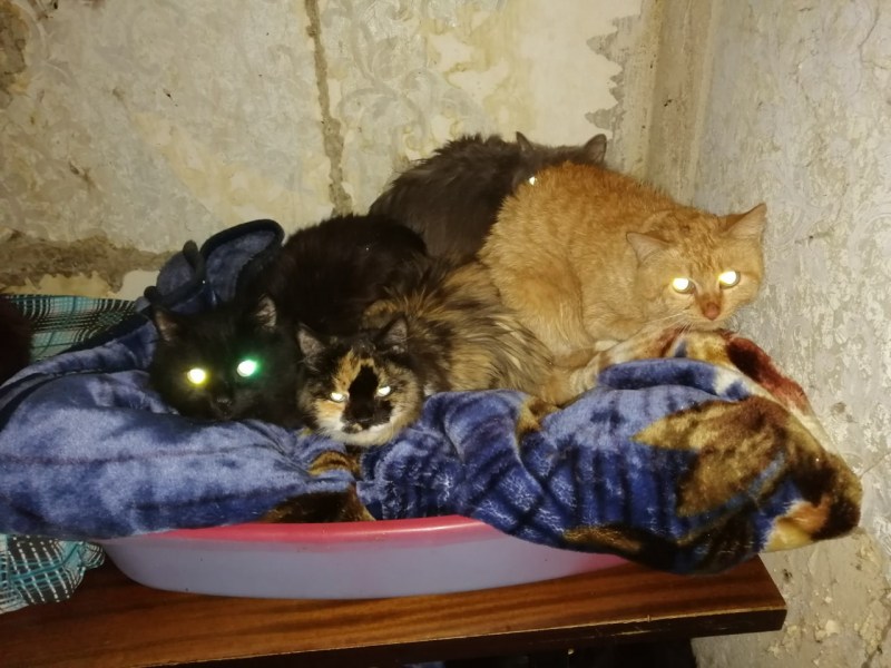 Уличные котики
