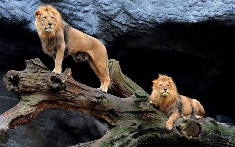 Lake Manyara львы