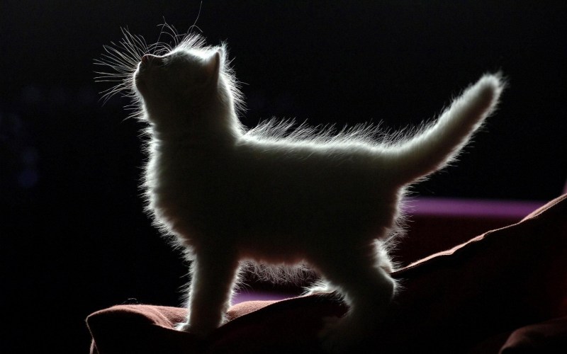 Котенок на черном фоне
